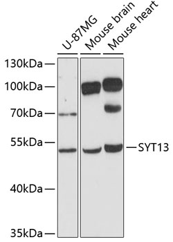 Western blot analysis of extracts of various cell lines using SYT13 Polyclonal Antibody at 1:3000 dilution.