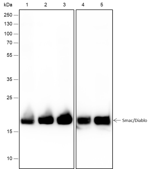 Recombinant Smac/Diablo Monoclonal Antibody-searchlist-1