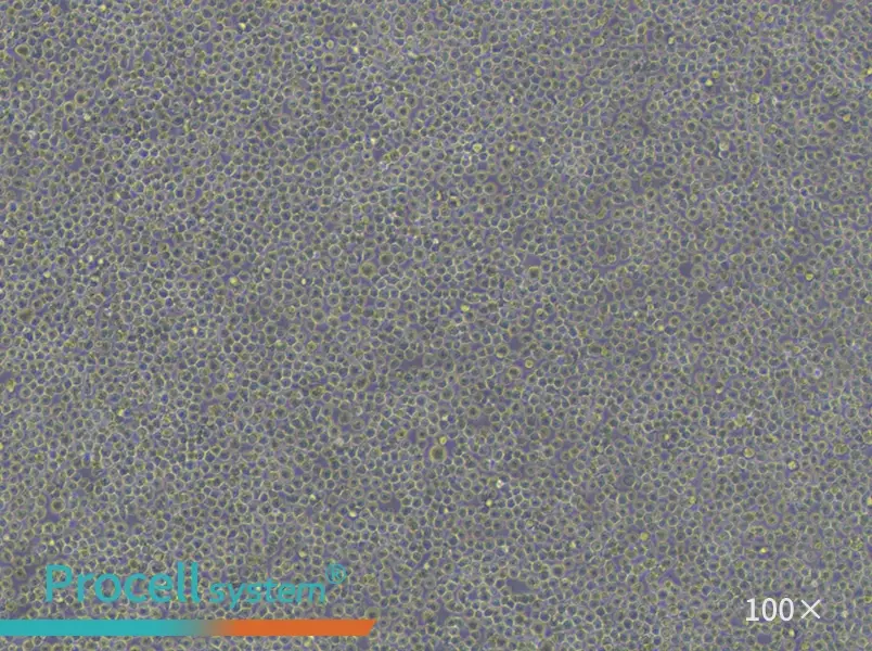 U-937 Cell Complete Medium - 2