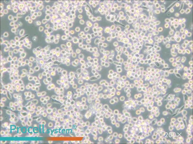 M-07e Cell Complete Medium - 6