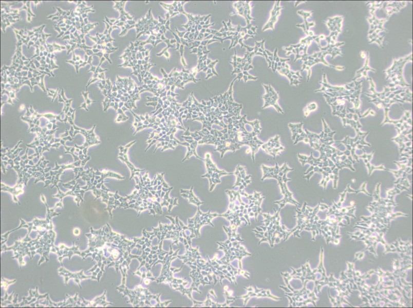 293T/17 Cell Complete Medium - 2