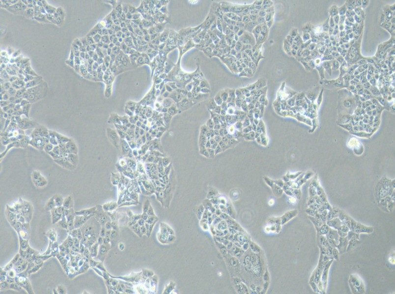 NCI-H441 Cell Complete Medium-searchlist-1