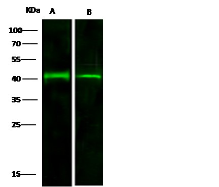 LRPAP1/A2MRAP Monoclonal Antibody - small - 3
