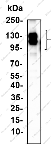 Recombinant TrkC Monoclonal Antibody - 1