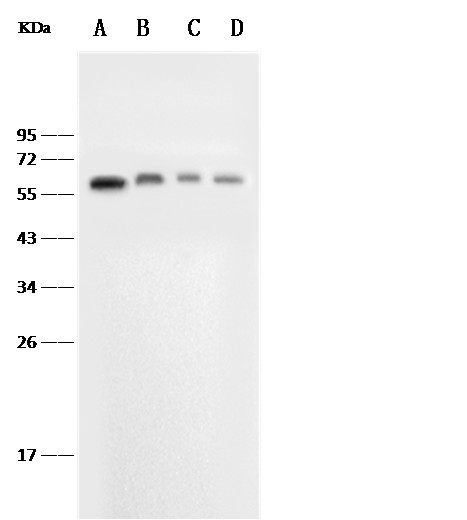 Recombinant E-Selectin/CD62e/SELE Monoclonal Antibody-searchlist-1