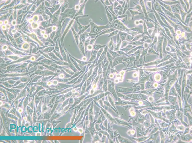 HMY-1 Cell Complete Medium - small - 4