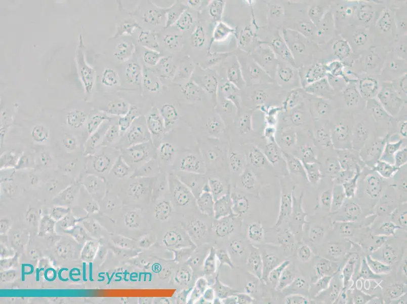 HCE-T Cell Complete Medium - small - 5