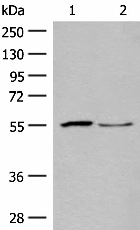 Western blot analysis of Human placenta tissue and PC3 cell lysates  using SLC2A8 Polyclonal Antibody at dilution of 1:400