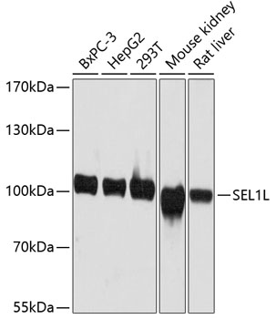 Western blot analysis of extracts of various cell lines using SEL1L Polyclonal Antibody at dilution of 1:3000.