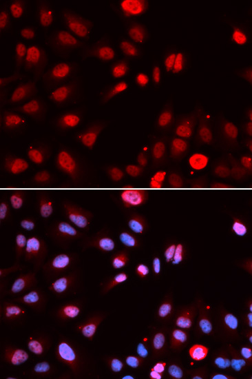 Immunofluorescence analysis of U2OS cells using MPG Polyclonal Antibody