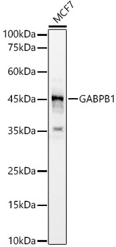 Western blot analysis of MCF7 using GABPB1 Polyclonal Antibody at 1:500 dilution.