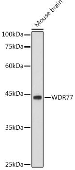 Western blot analysis of extracts of Mouse brain using WDR77 Polyclonal Antibody at 1:1000 dilution.