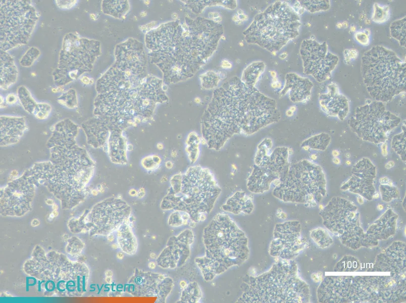 HCC1500 Cell Complete MediumHCC1500 Cell Complete Medium - 2