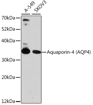 Western blot analysis of extracts of various cell lines using Aquaporin-4 (AQP4) Polyclonal Antibody at 1:1000 dilution.
