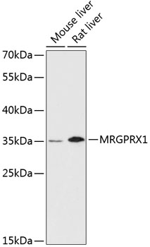 Western blot analysis of extracts of various cell lines using MRGPRX1 Polyclonal Antibody at dilution of 1:3000.