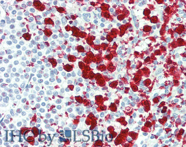 Immunohistochemistry of paraffin-embedded Spleen tissue using CD42b Polyclonal Antibody at dilution of 1:80(Elabscience Product Detected by Lifespan).