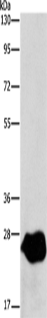 Western Blot analysis of A549 cell using LXN Polyclonal Antibody at dilution of 1:667