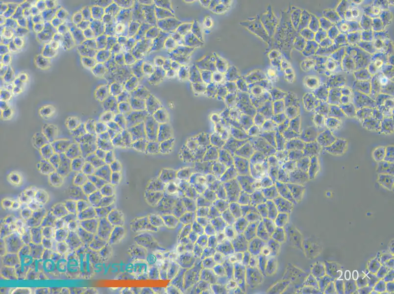 C-33 A Cell Complete Medium - small - 5