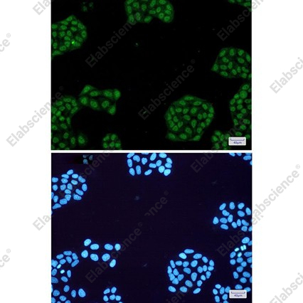 Recombinant NR1D1 Monoclonal Antibody - 2