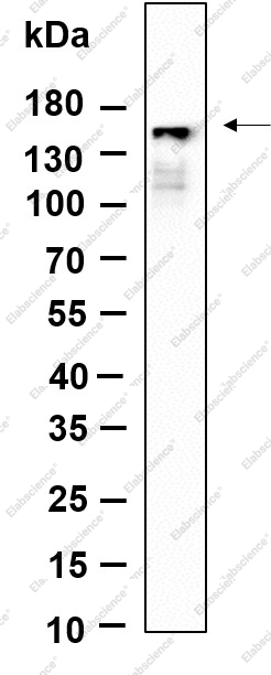 Recombinant Phospho-PLCγ1 (Tyr783) Monoclonal Antibody - 1