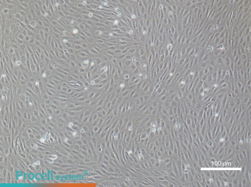 Human Aortic Endothelial Cell Complete MediumHuman Aortic Endothelial Cell Complete Medium - 3