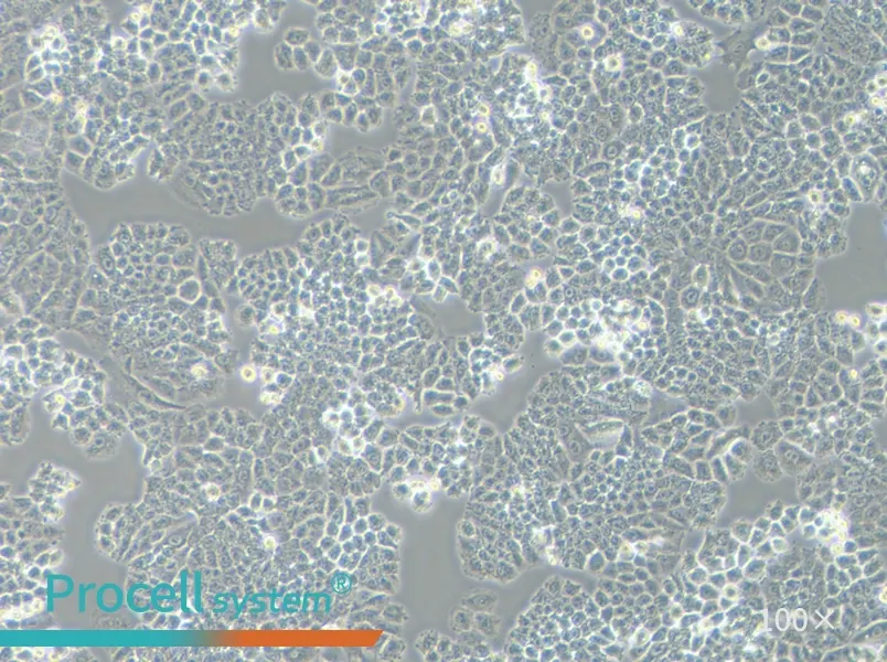 NCI-H460 [H460] Cell Complete Medium - 2