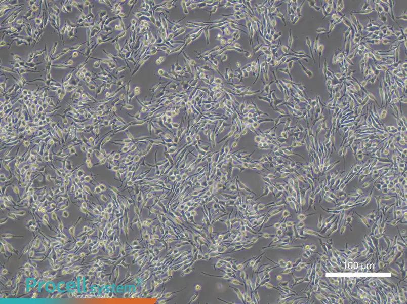 RBL-2H3 Cell Complete Medium - 3