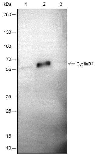 Recombinant Cyclin B1 Monoclonal Antibody - 3