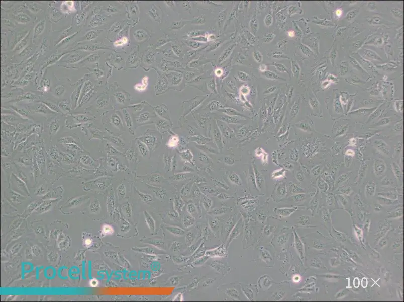 Daoy Cell Complete Medium - 1