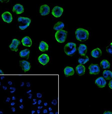 Recombinant LILRB1 Monoclonal Antibody - small - 4