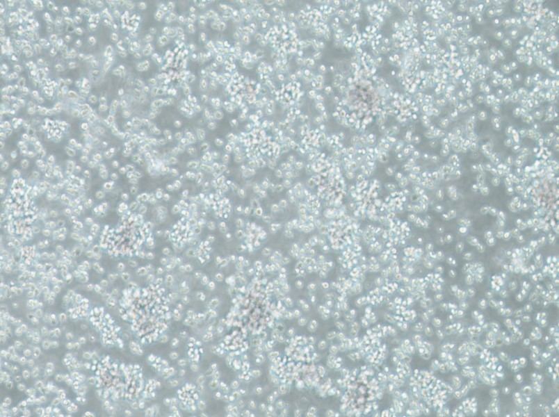 TK6 Cell Complete Medium - 3