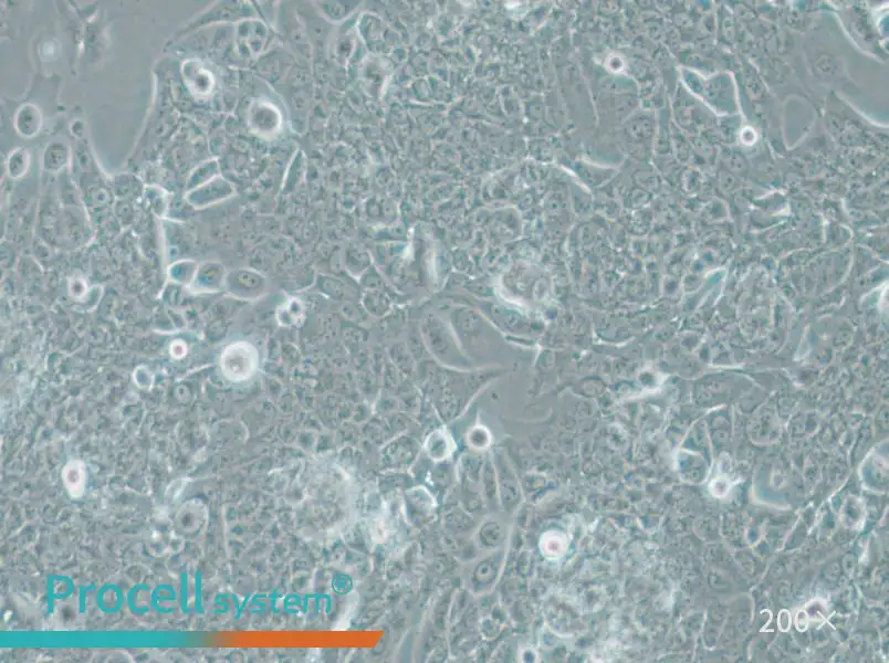 NCI-H1793 Cell Complete Medium - 4