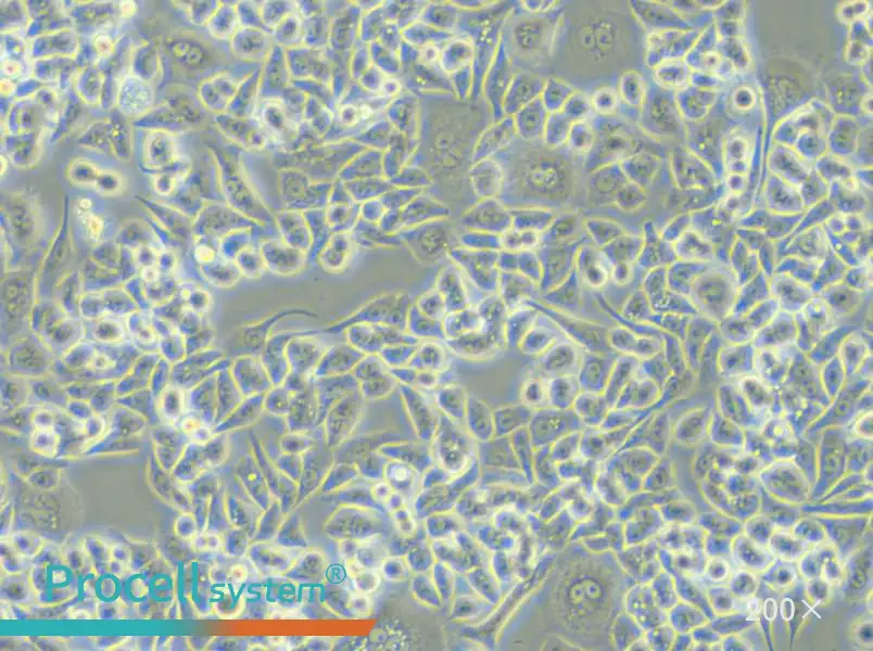 HCT-15-TAX Cell Complete Medium - small - 6