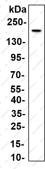 Recombinant ABL1 (Phospho Tyr245) Monoclonal Antibody - 1