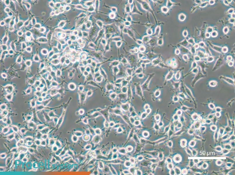 MADB106 Cell Complete Medium - small - 4