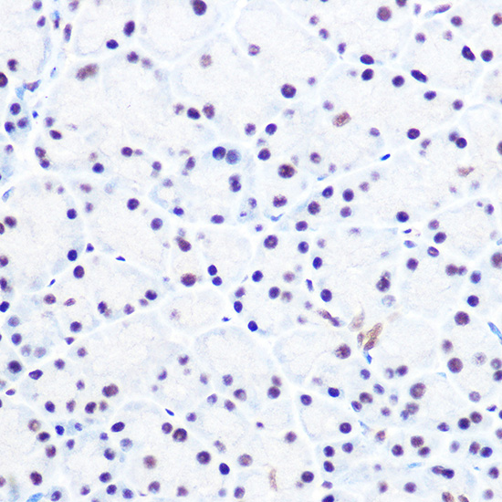 Immunohistochemistry of paraffin-embedded rat pancreas using NELFE Polyclonal Antibody at dilution of 1:100 (40x lens).Perform high pressure antigen retrieval with 10 mM citrate buffer pH 6.0 before commencing with IHC staining protocol.