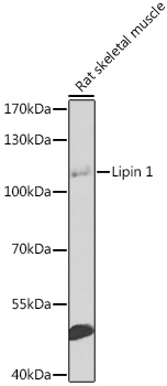 Western blot analysis of extracts of rat skeletal muscle using Lipin 1 Polyclonal Antibody at 1:1000 dilution.