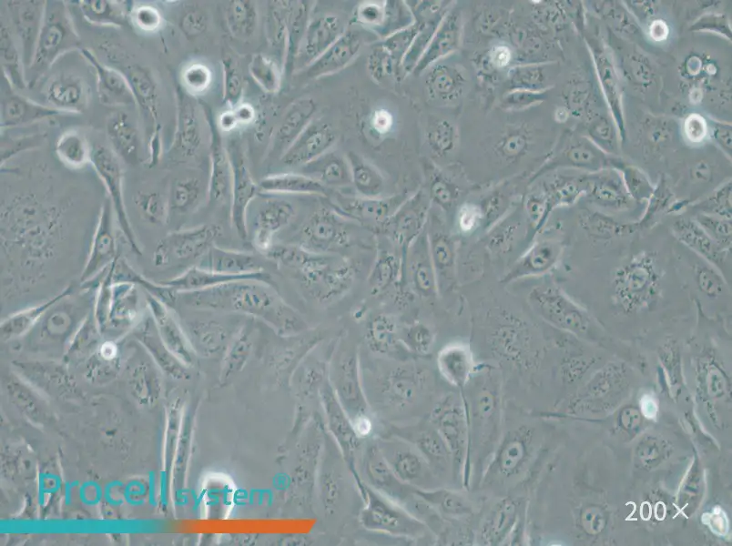 A875 [A-875] Cell Complete Medium - small - 5