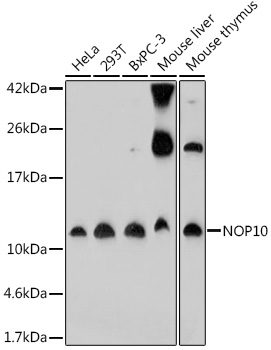 Western blot analysis of extracts of various cell lines using NOP10 Polyclonal Antibody at 1:1000 dilution.