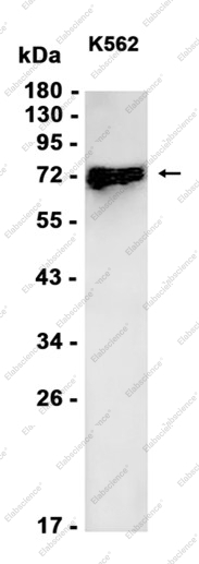 Recombinant IL-7R alpha Monoclonal Antibody - 1