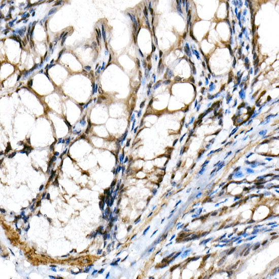 Immunohistochemistry of paraffin-embedded mouse colon using BHLHE40 Polyclonal antibody at dilution of 1:150 (40x lens).Perform high pressure antigen retrieval with 10 mM citrate buffer pH 6.0 before commencing with IHC staining protocol.