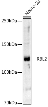 Western blot analysis of extracts of Neuro-2a cells using RBL2 Polyclonal Antibody at 1:1000 dilution.