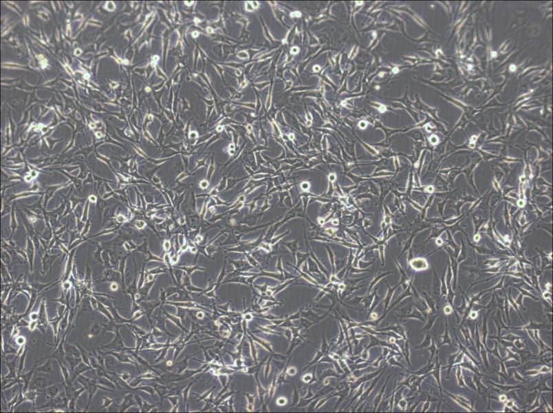 U-87 MG-LUC Cell Complete Medium - 5