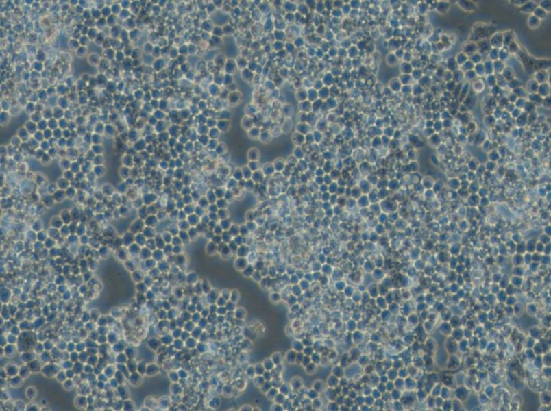 F9 Cell Complete Medium - small - 6