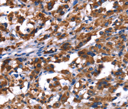 PHB Polyclonal Antibody - 3