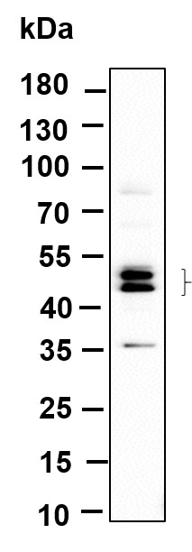 Recombinant Phospho-JNK1, 2, 3 (Thr183, Thr183, Thr221) Monoclonal Antibody-searchlist-1