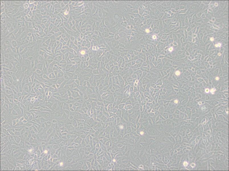 Mahlavu Cell Complete Medium-searchlist-1