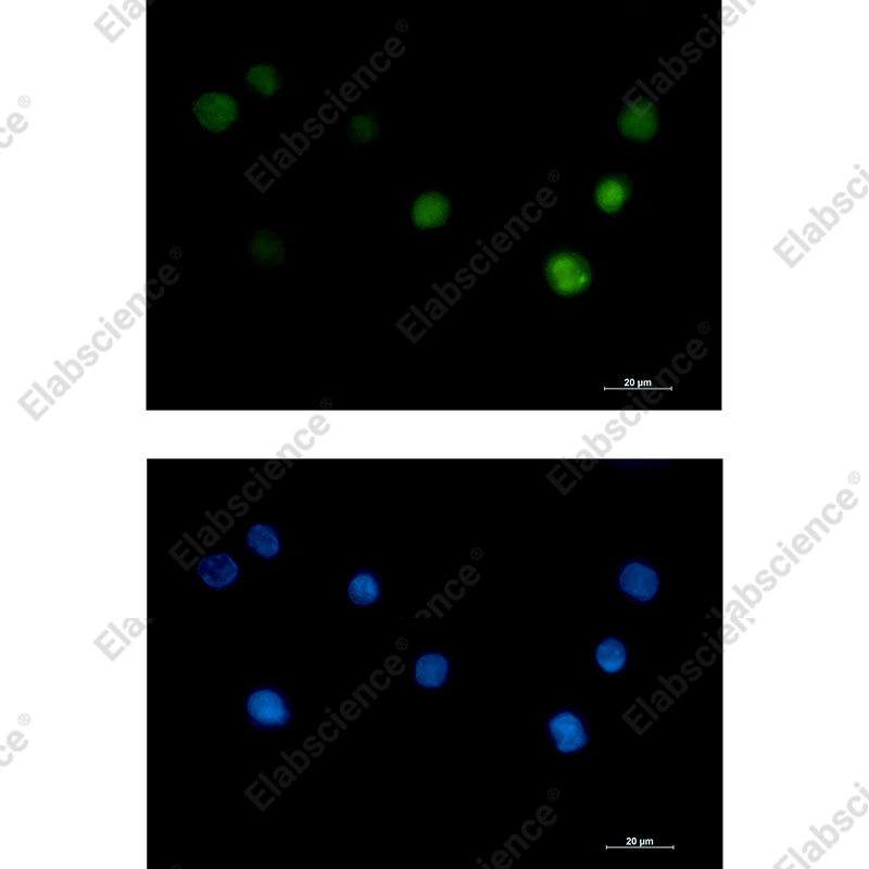 Recombinant PHAPI2 Monoclonal Antibody - 2