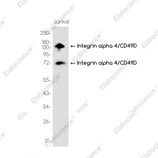 Recombinant Integrin alpha 4/CD49D Monoclonal Antibody - 1