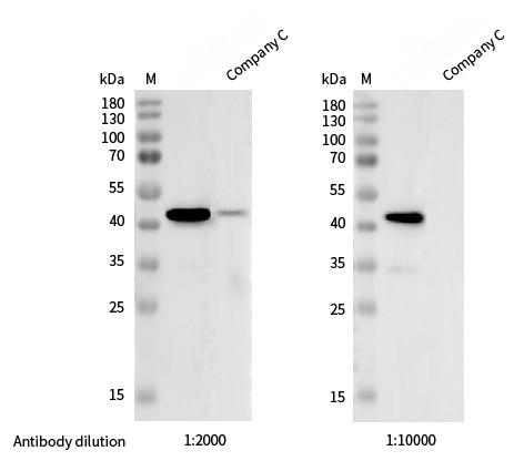 Recombinant Phospho-MEK1/2 (Ser217, 2210) Monoclonal Antibody - small - 4